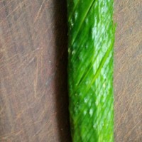 夏日清爽凉菜~酸辣蓑衣黄瓜的做法步骤