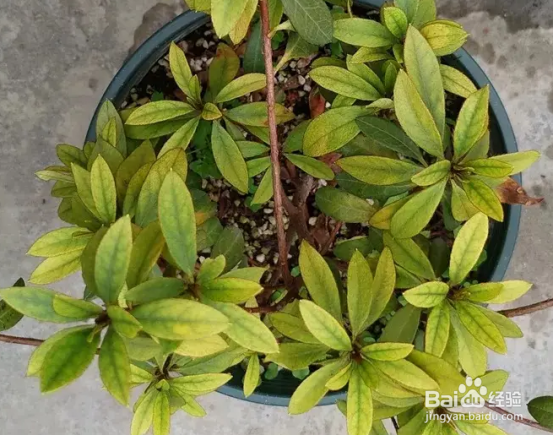 绿植叶子发黄怎么回事?