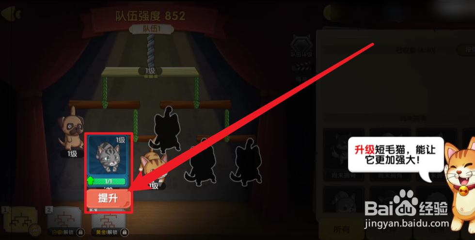 狗狗呼叫喵星怎么升级短毛猫