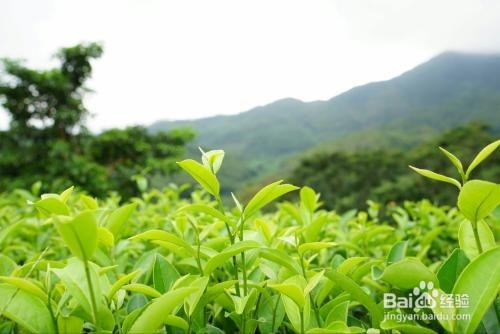 老少皆宜，喝绿茶好处多多