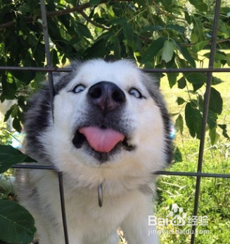 对于傻成这样的狗子，除了二哈也是没谁了！