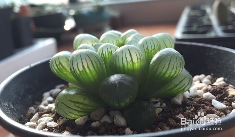 玉露闷养的方法和注意事项