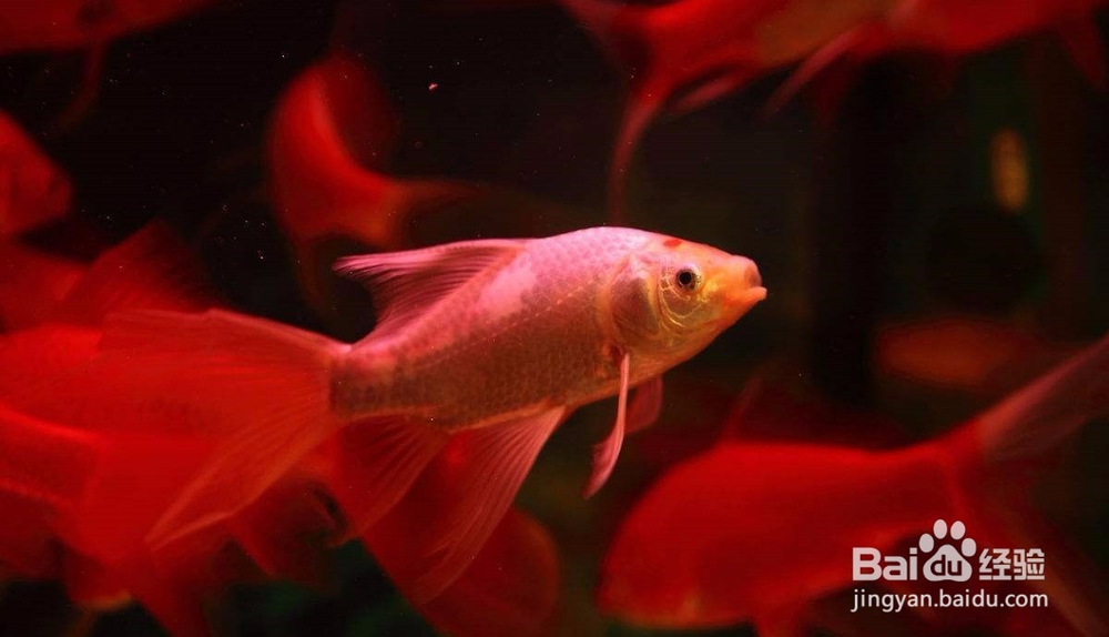 如何防治鱼鲺病