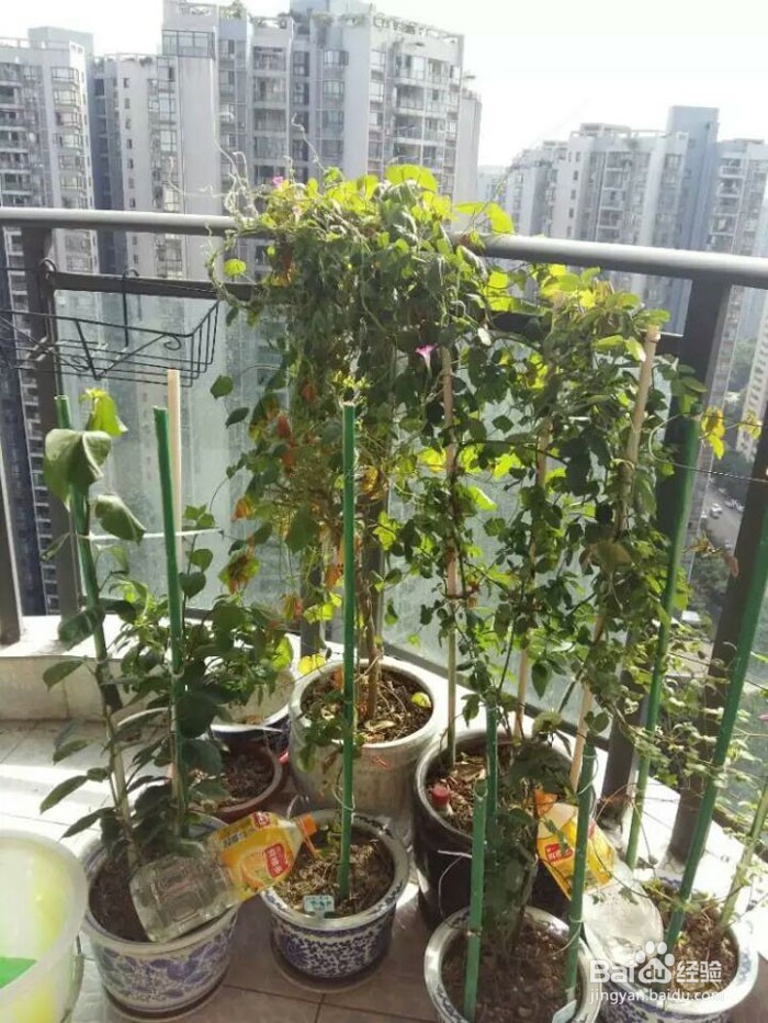 出差后自动浇花出门自动浇灌滴水花草保命方法