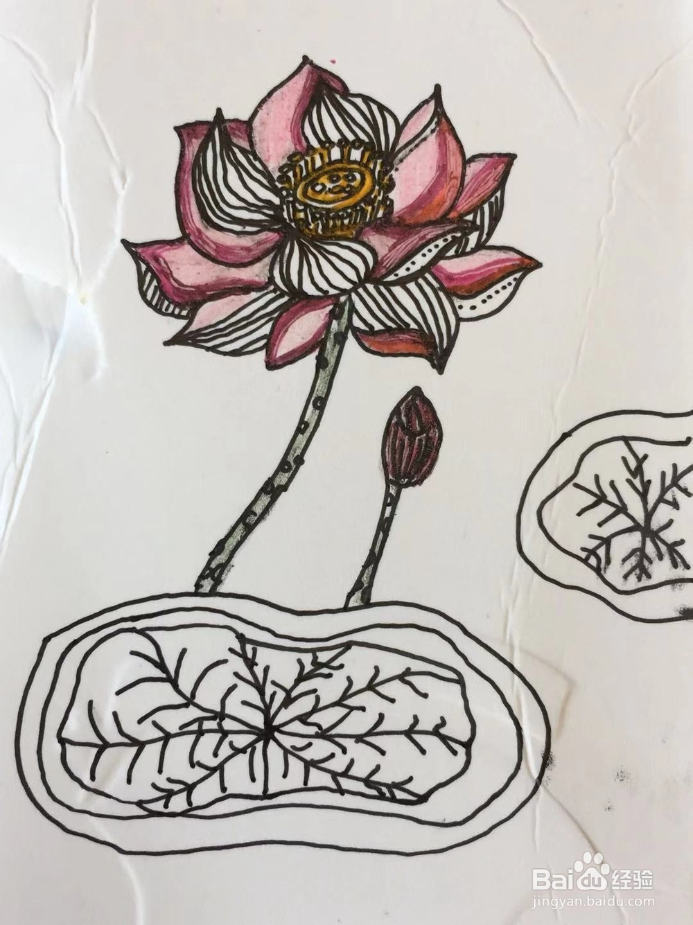 插画教程之莲花