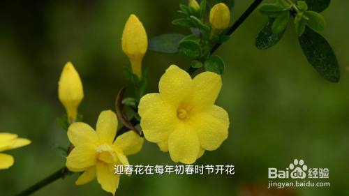 迎春花什麼顏色