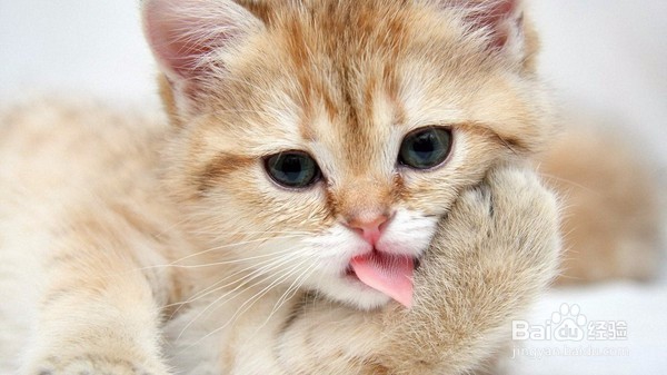小猫咪得病了,果真是难受到了一个极点!