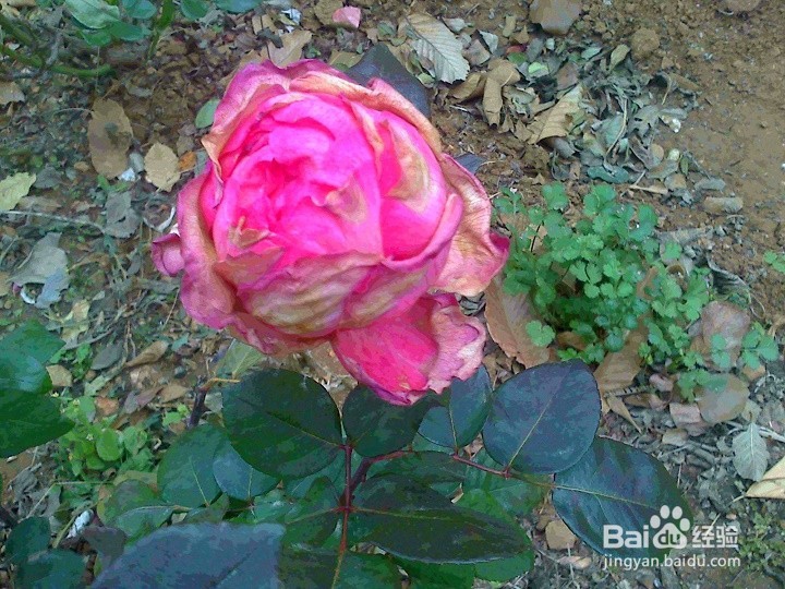 老年人怎样用手机拍花骨朵儿