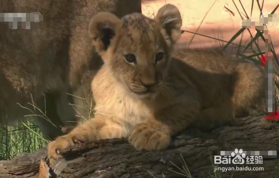 苹果手机如何在视频中截图？
