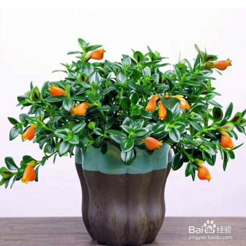 金鱼吊兰掉叶子怎么解决?