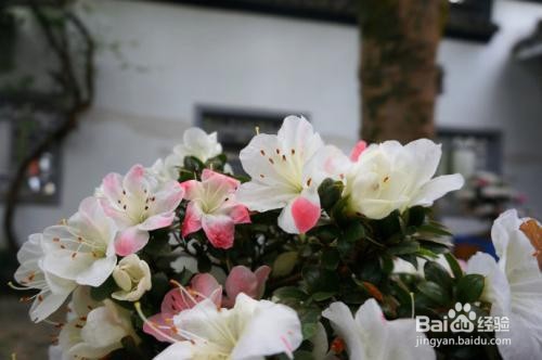 皋月杜鹃的养殖方法和注意事项