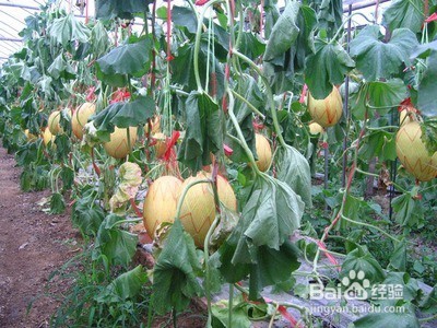 女生夏季必备美容水果