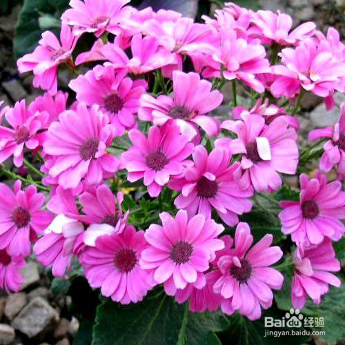 新买的瓜叶菊怎么培育