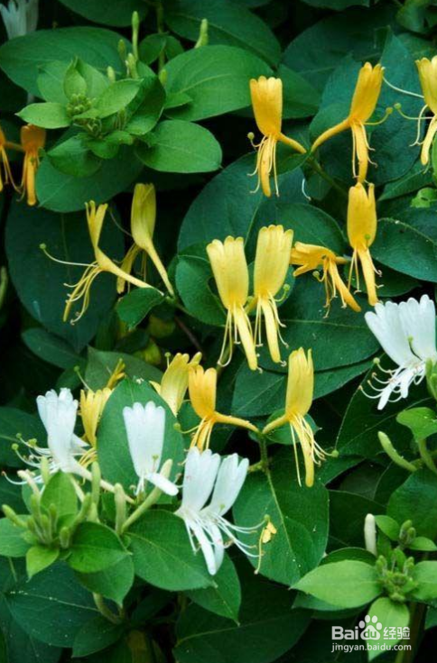 金银花为什么要蒸制