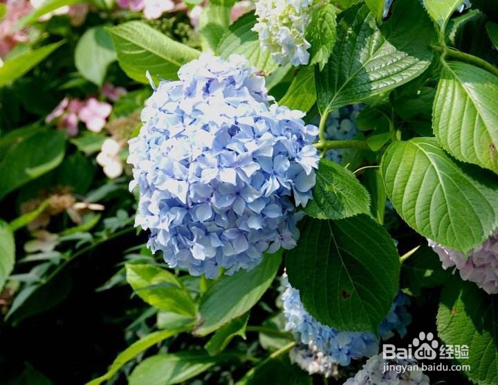 绣球长红蜘蛛怎么办