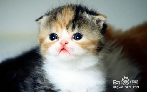 苏格兰折耳猫好养吗 百度经验 苏格兰折耳猫好养吗 百度经验