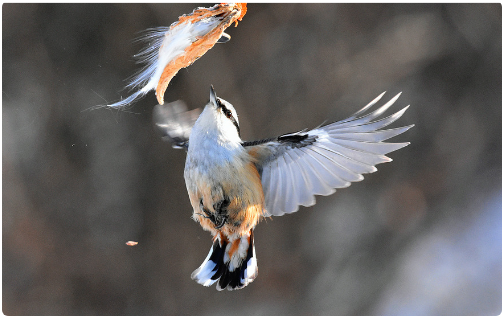 小鸟念书是指什么