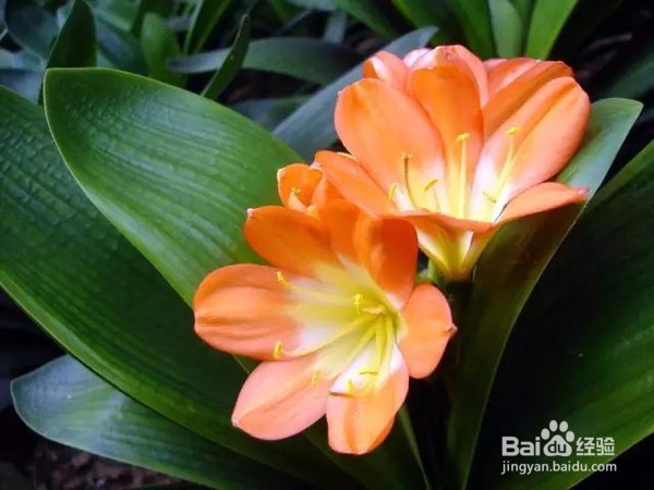 可以带来好运的植物 信不信先放了再说