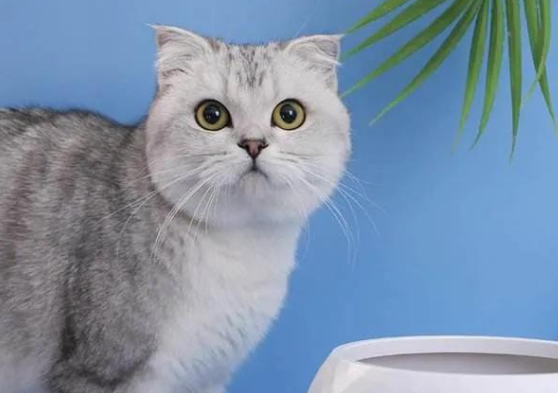在东北猫能在室外过冬吗