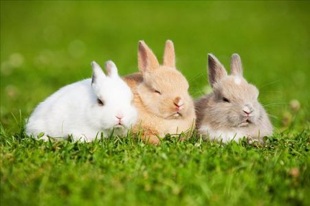 黯然泪下狗食月,一团和气万事兴打一生肖