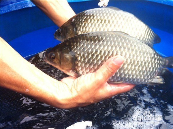 冬季野战蓝鲫怎样搭配