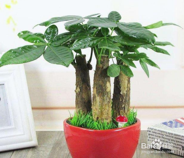 发财树富贵竹黄叶什么原因?