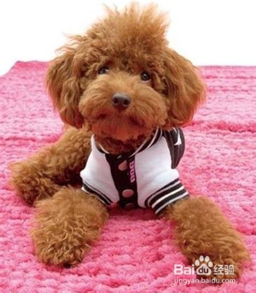 如何挑选泰迪犬