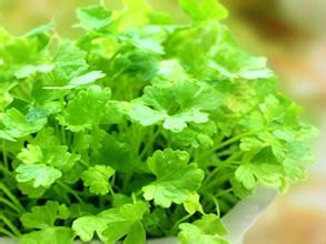 在阳台上种香菜要注意什么？