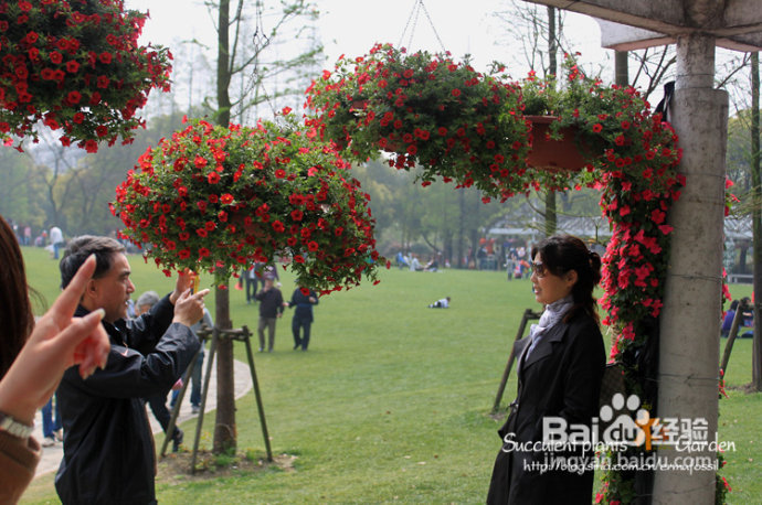 上海植物园（上）