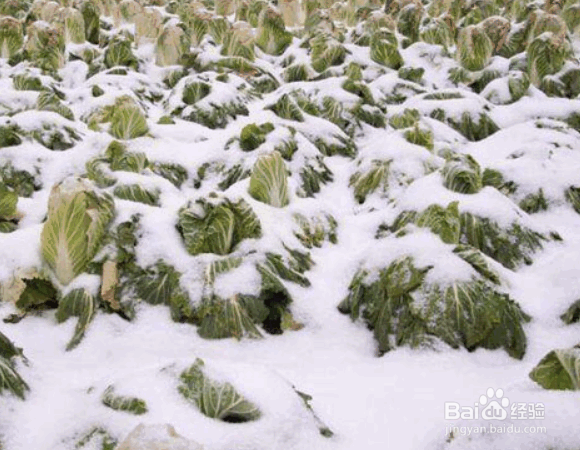 冬季农作物抗寒的方法措施