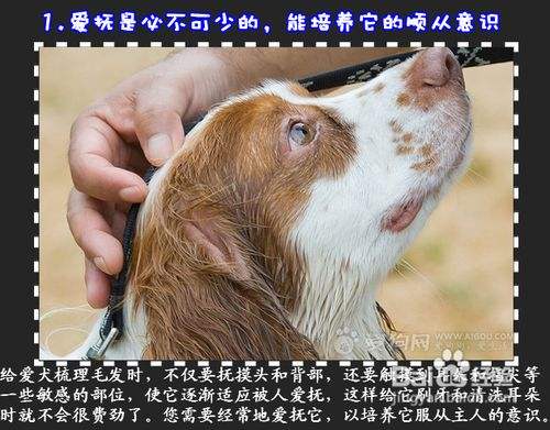 三个技巧 培养狗狗诚实性格 百度经验