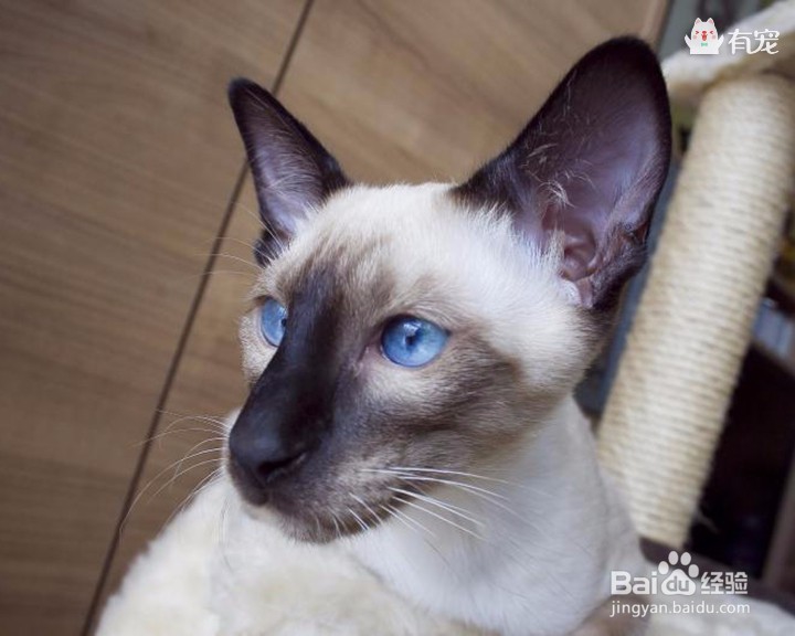 宫庭“秘宝”暹罗猫