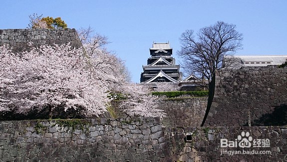 日本旅游常识之樱花花期