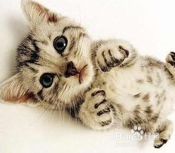 如何健康的养一只猫猫