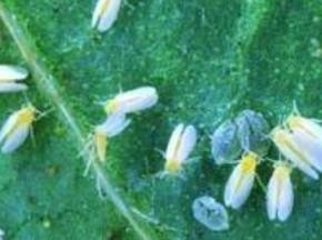 怎样防治番茄黄化曲化病毒病