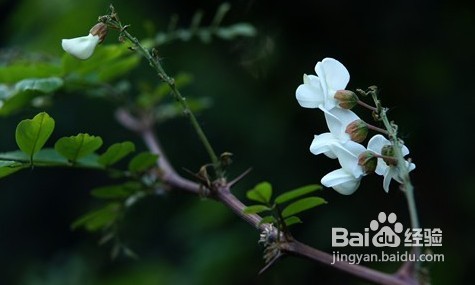 怎样使用单反相机拍摄微距照片