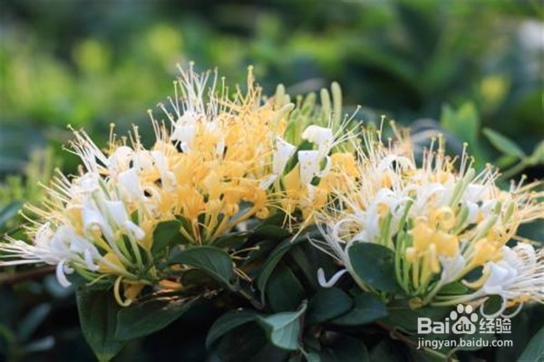 金银花培植方法？