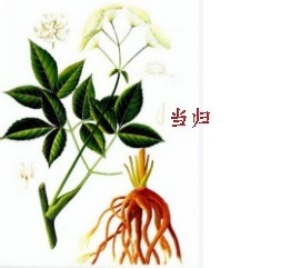 山茱萸的药用价值有哪些