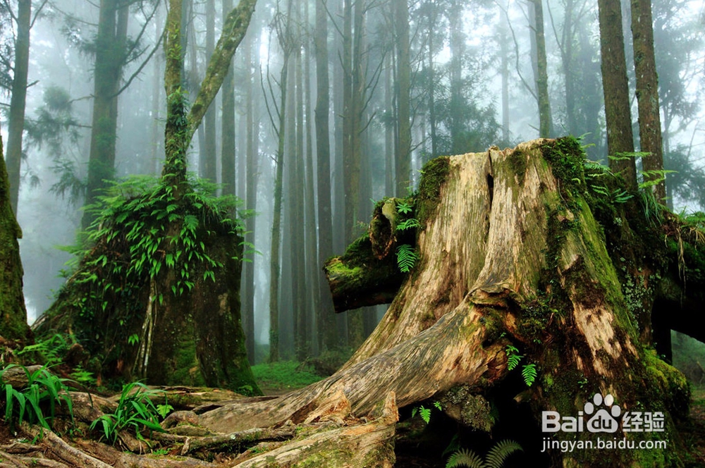 造化之功（阿里山）