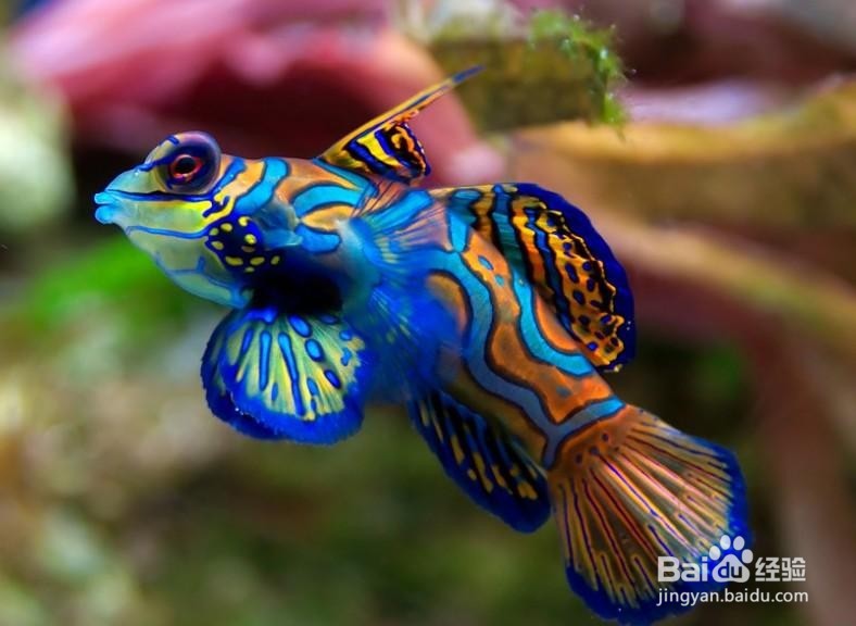 观赏鱼烂尾巴怎么处理