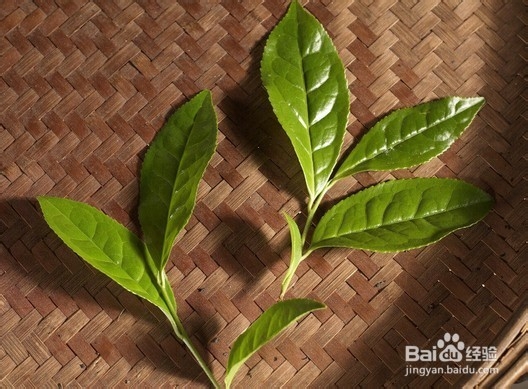 济世冬凌草茶