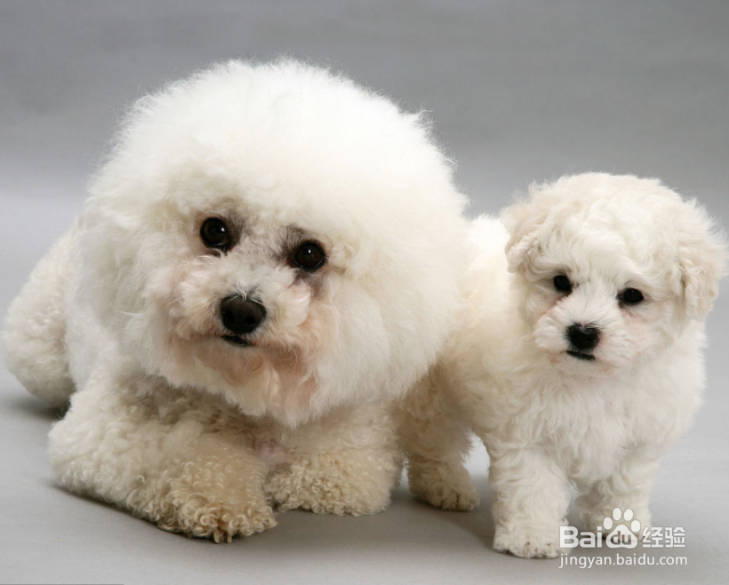 女生为什么不能养比熊犬