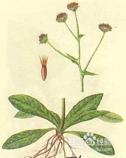 淋症,肾炎,肾结石尿路结石,膀胱结石的中草药方