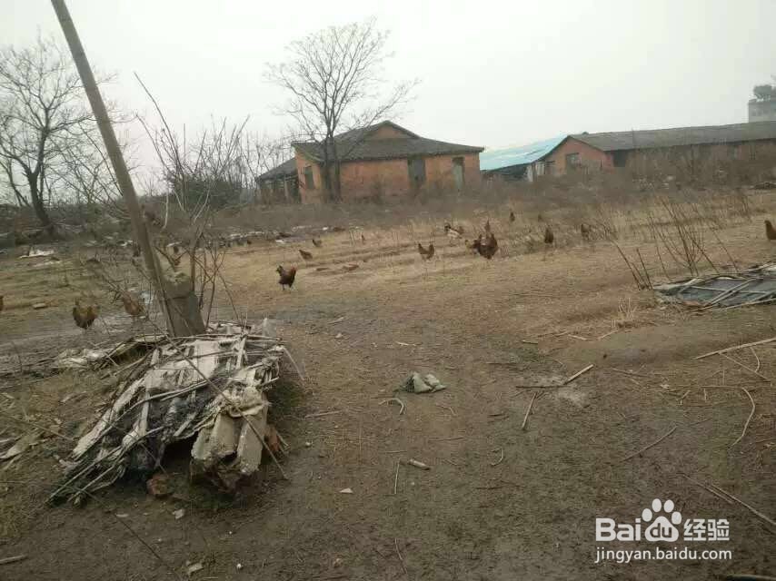 为您推荐三种营养鸡汤做法