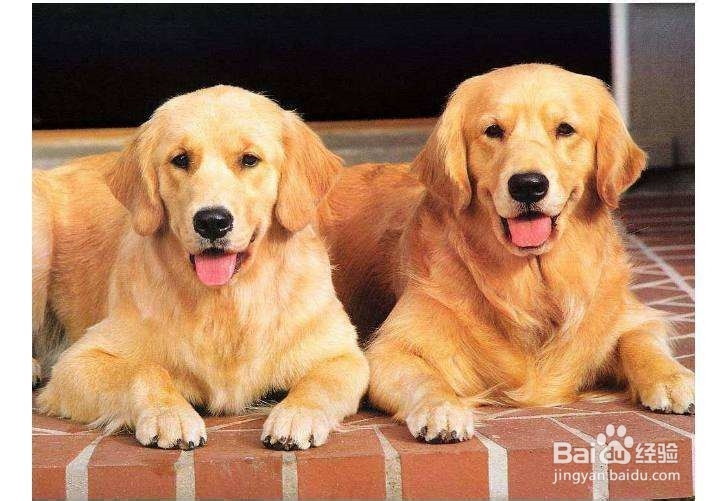 养好金毛犬的方法