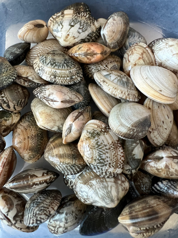 捞汁海鲜素菜拼盘