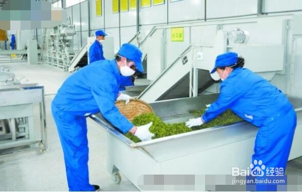 茶叶如何结合旅游