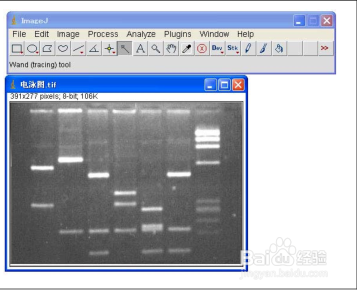 Image J软件进行图片条带灰度值分析