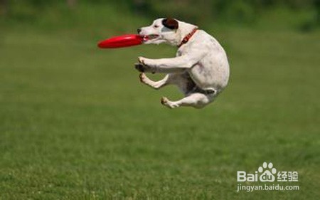 手被小狗抓破了怎么办