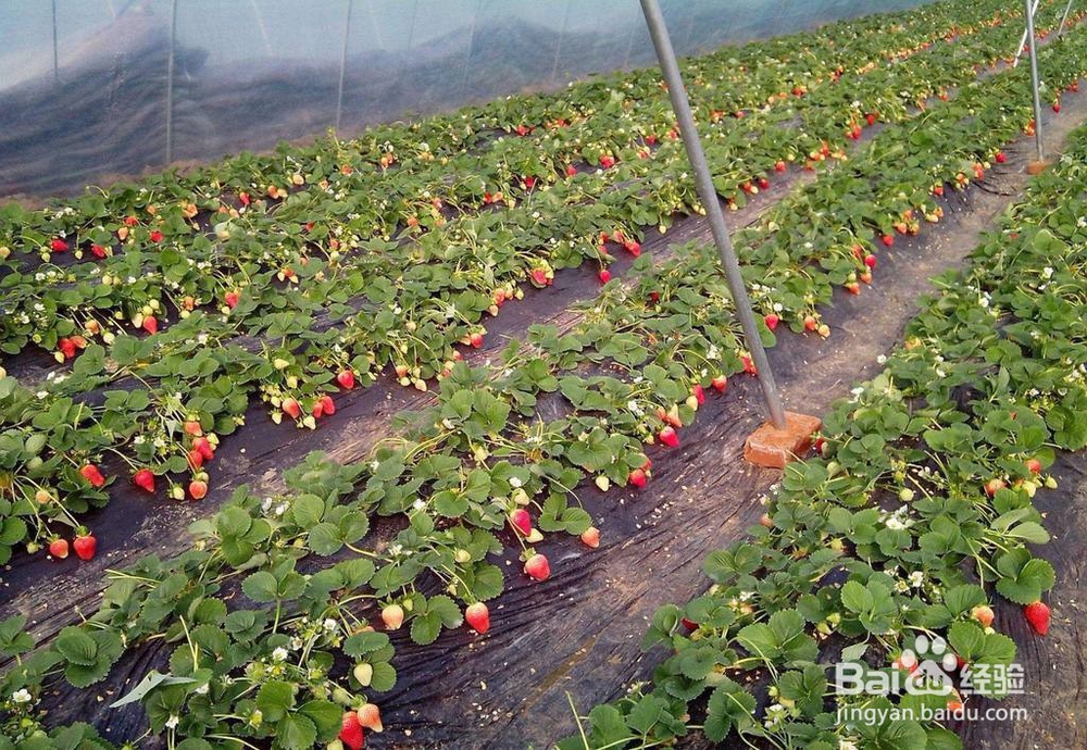 在家里种植草莓需要注意的事项